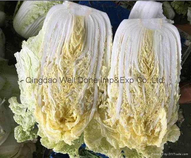 fresh celery cabbage 2