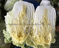 fresh celery cabbage 2