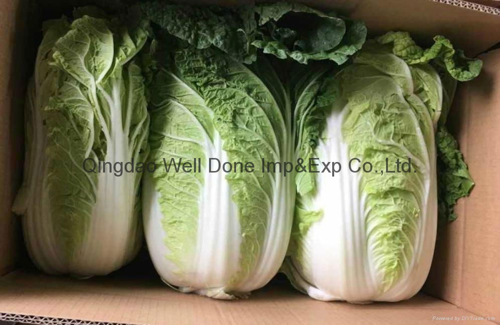 fresh celery cabbage 3