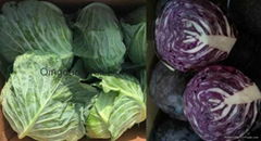 fresh cabbage