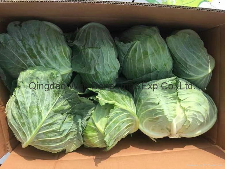 fresh cabbage 3