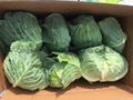 fresh cabbage 3