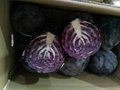 fresh cabbage 4