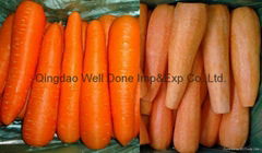 fresh carrot