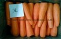 fresh carrot 2