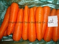 fresh carrot 3