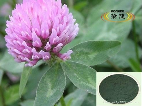 Red Clover Extract or Trifolium pratense L 2