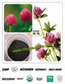 Red Clover Extract or Trifolium pratense