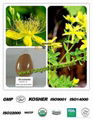  St.John’s Wort Extract 1