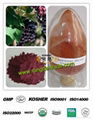 grape seed extract  natural  polyphenols powder 4