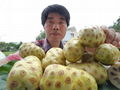 S-NONI NONI FRUIT MATERIAL