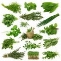All Kind Of Ayurvedic and Pharmaceutical herb 1