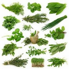 All Kind Of Ayurvedic and Pharmaceutical herb