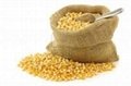 yellow corn feed,barley,