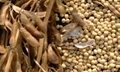 soybean,wood pellet