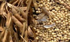 soybean,wood pellet