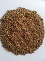 boiled buckwheat kernels  5