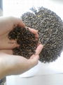 2014 new raw buckwheat from China  4