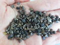 2014 new raw buckwheat from China  1