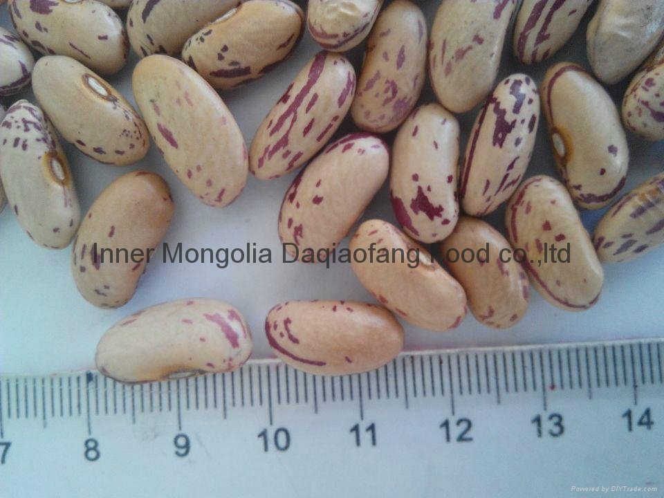 Light Speckled kidney beans(long sharp) 2