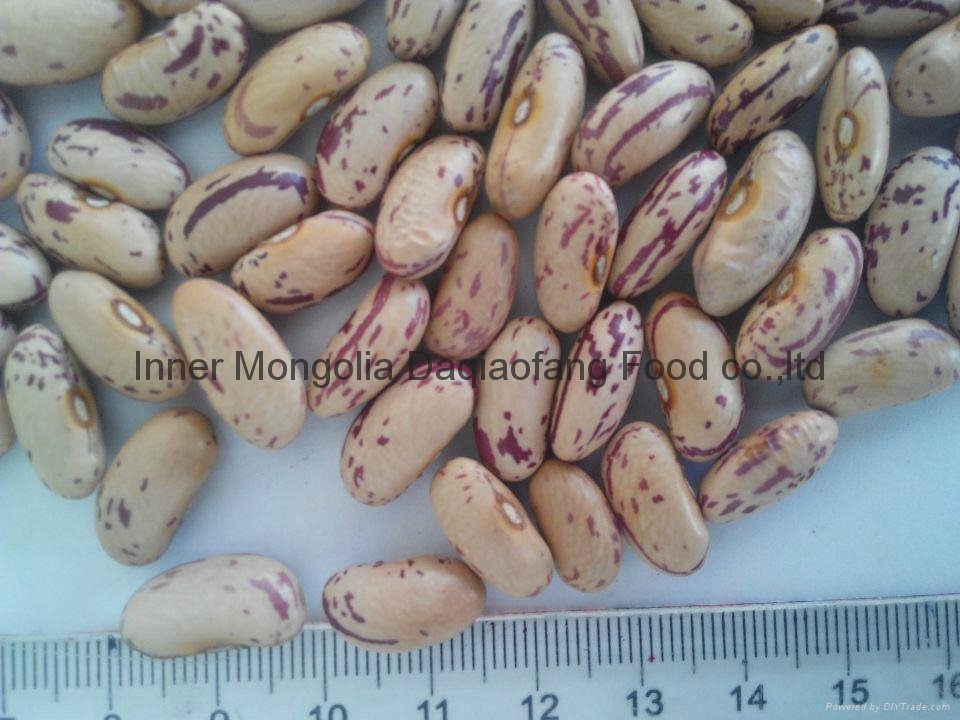 Light Speckled kidney beans(long sharp) 3