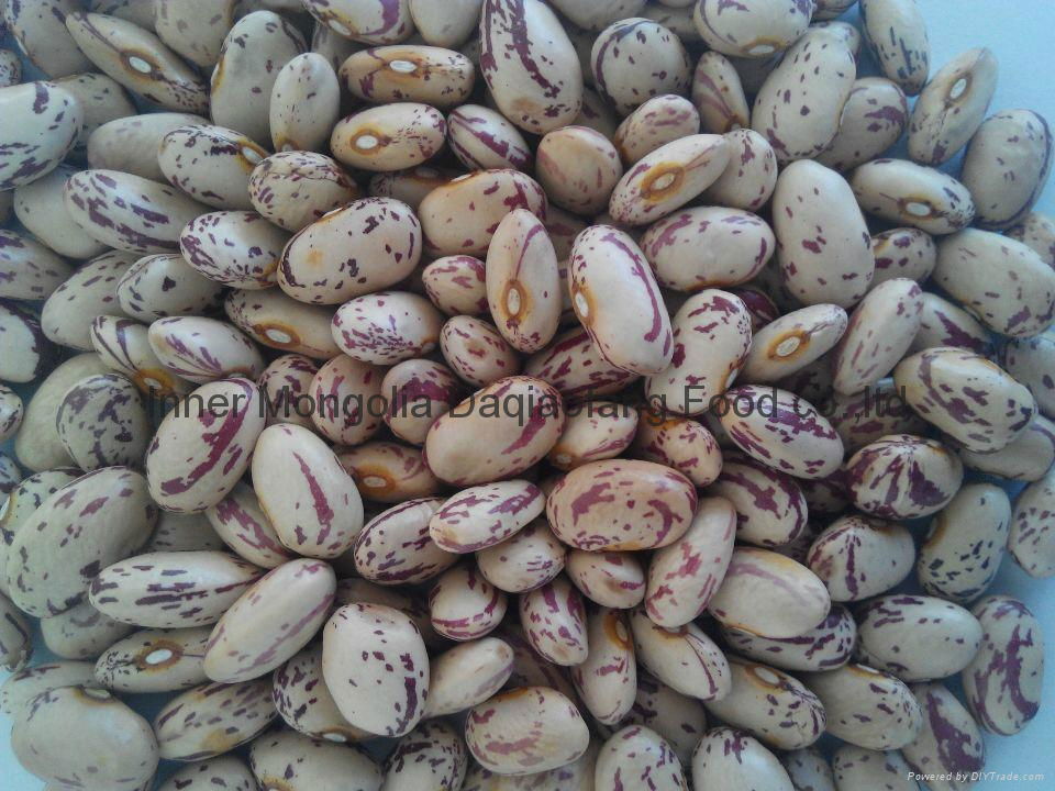 Light Speckled kidney beans(American round) 3