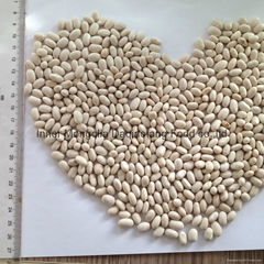 White kidney beans (Japan type)