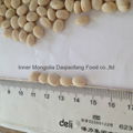 White kidney beans (Japan type) 2