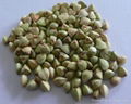 Buckwheat Kernels 1