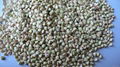 Buckwheat Kernels 5