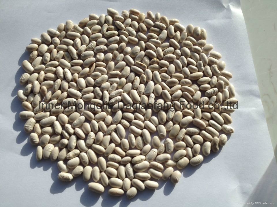 White kidney beans (Baishake type)