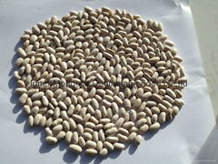 White kidney beans (Baishake type)
