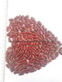 Dark red Kidney beans 1