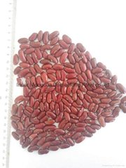 Dark red Kidney beans