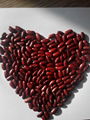 Dark red Kidney beans 2