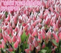 White Extruded Rose Protection Bud Net 2