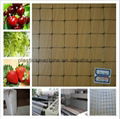 plastic plant support net-climbing plant