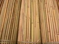 BAMBOO CANES 3