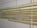 BAMBOO CANES 1
