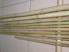 BAMBOO CANES