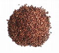 Grape Seed Extract 2