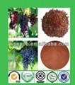 Grape Seed Extract 4