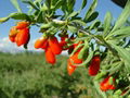 Chinese wolfberry in ningxia 5