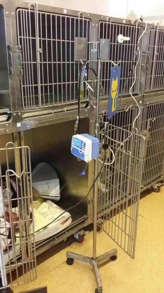 veterinary infusion pump 4