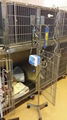 veterinary infusion pump