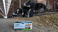 Ruminant early pregnancy test kit  3