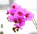 Colorful orchid flower decoration artificial orchid flower 3