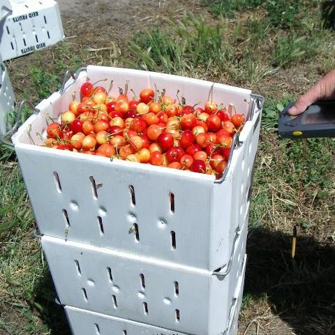 Stackable Coreflute Cherry Picking Boxes For Harvest  3