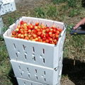 Stackable Coreflute Cherry Picking Boxes For Harvest 
