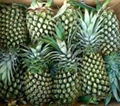 Pineapple 1